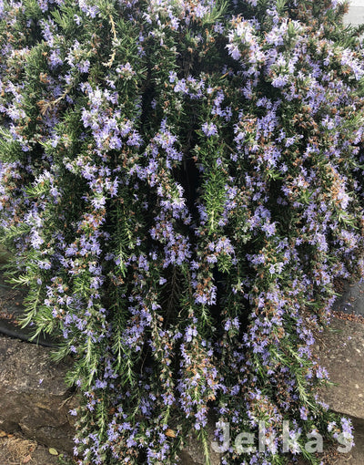 Jekkapedia: Rosemary  Rampant Boule