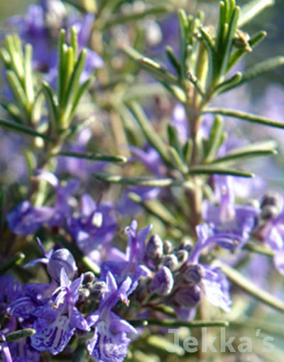 Jekka's: Rosemary McConnells Blue (Salvia rosmarinus ‘McConnell’s Blue’)