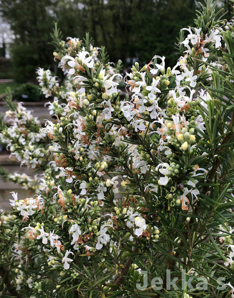 Jekka's: Rosemary Lady in White (Salvia rosmarinus Albiflora Group ‘Lady in White’)