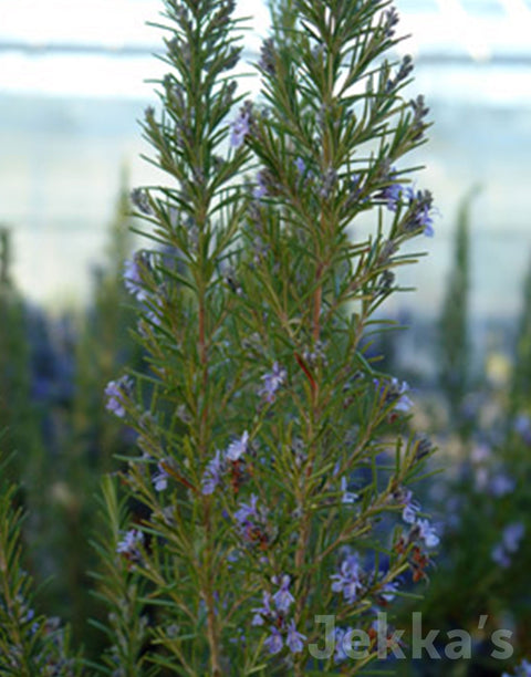 Jekka's: Rosemary Alderley Blue (Salvia rosmarinus ‘Alderley')