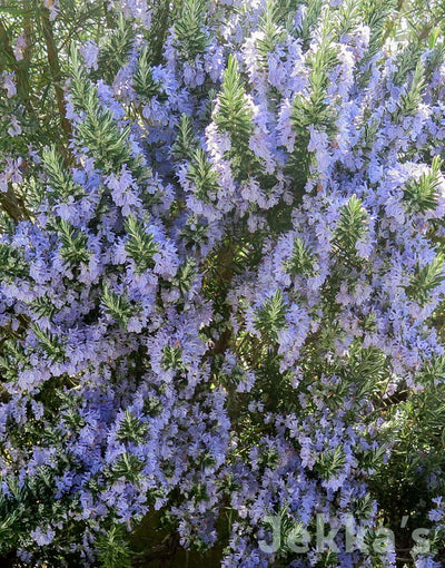 Jekka's: Rosemary Foxtail (Salvia rosmarinus ‘Foxtail')