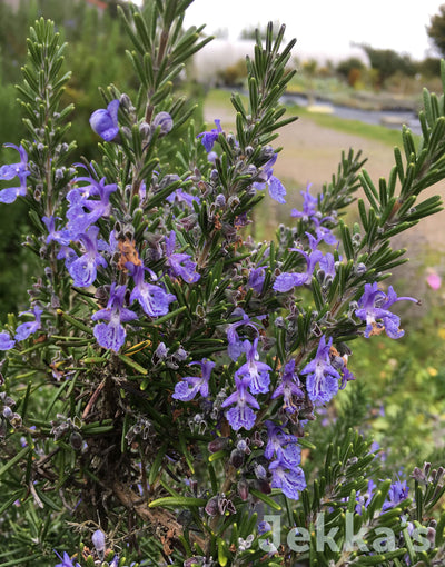 Jekka's: Rosemary Jekka's Blue (Salvia rosmarinus ‘Jekka’s Blue’)