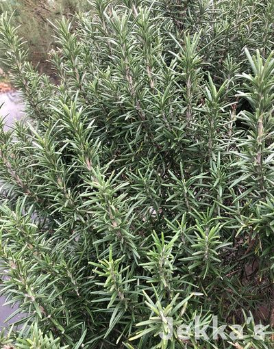 Jekka's: Rosemary Stavordale (Salvia rosmarinus ‘Stavordale')