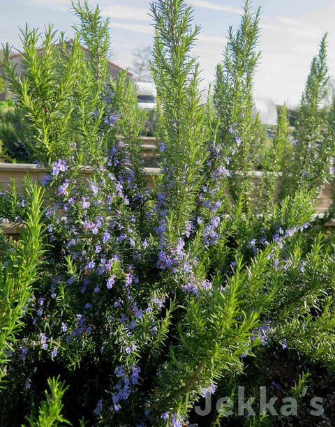 Jekka's: Rosemary Vatican Blue (Salvia rosmarinus ‘Vatican Blue’)