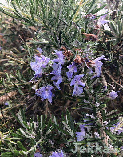 Jekka's: Rosemary Whitewater Silver  (Salvia rosmarinus Prostrata Group ‘Whitewater Silver)