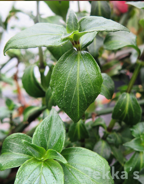 Jekka's: Mushroom Plant (Rungia klossii)