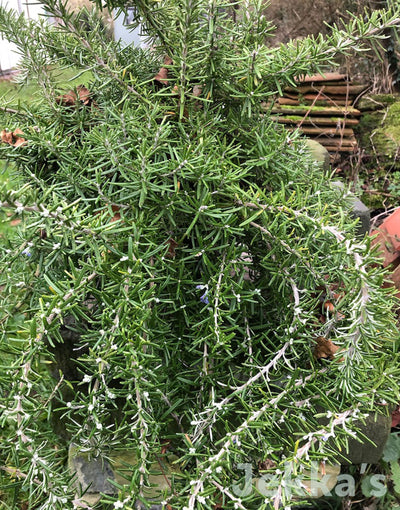 Jekka's: Rosemary Cretan (Salvia rosmarinus Prostrata Group ‘Cretan')