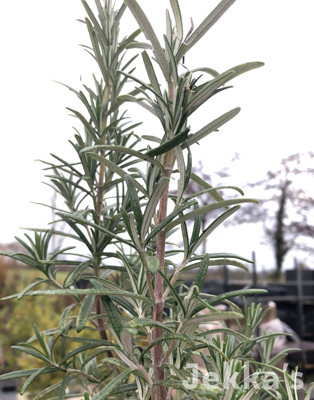 Jekkapedia: Salvia rosmarinus 'Gorizia' (Rosemary Gorizia) – Jekka's