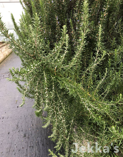 Jekka's: Rosemary Jekka's Stardust (Salvia rosmarinus 'Jekka's Stardust’)