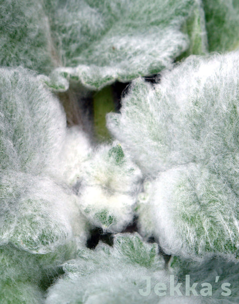 Jekka's: Silver Sage (Salvia argentea)
