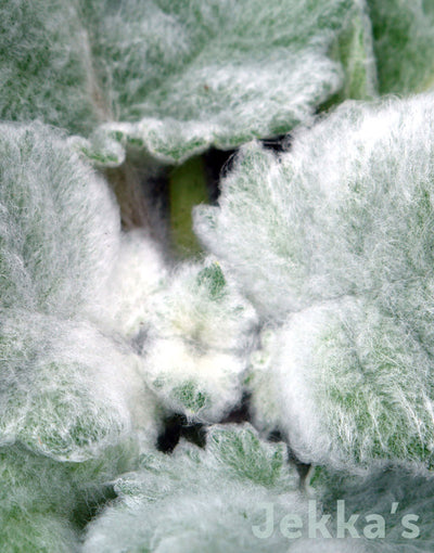 Jekkapedia: Silver Sage