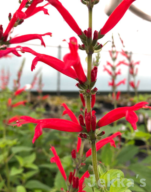 Jekkapedia: Pineapple Sage