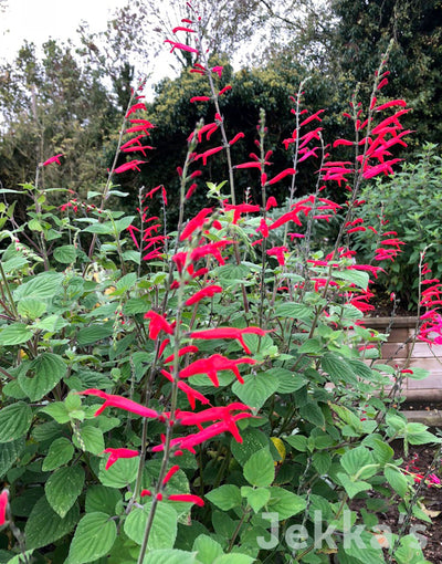 Jekka's: Tangerine Scented Sage (Salvia elegans 'Tangerine')