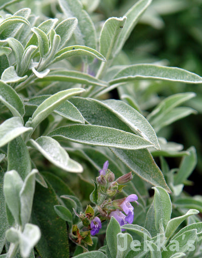Jekka's: Israeli Sage (Salvia officinalis ‘Nazareth')