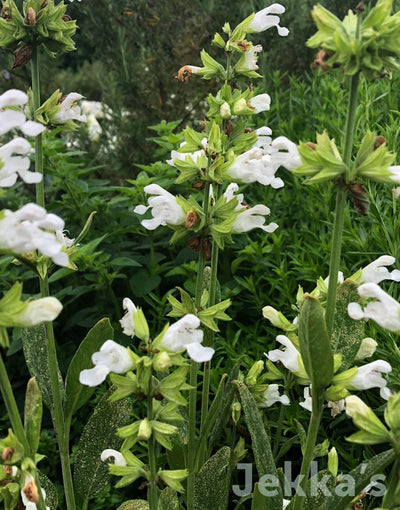 Jekkapedia: White Flowering Sage