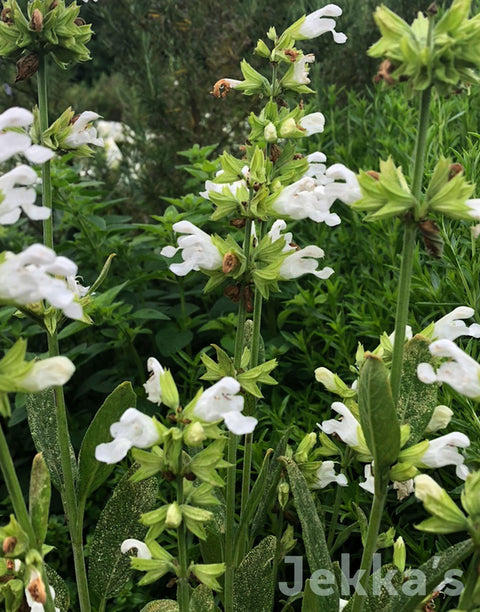 Jekka's: White Flowering Sage (Salvia officinalis 'Albiflora')