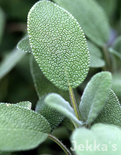 Jekka's: Broad Leaved Sage (Salvia officinalis broad-leaved)