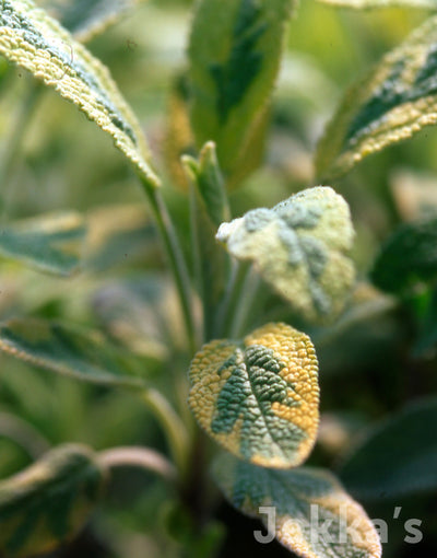 Jekka's: Gold Sage (Salvia officinalis 'Icterina’ (v))