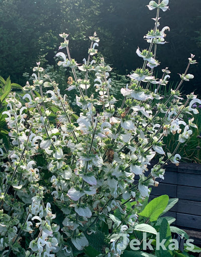 Jekka's: Vatican White Sage (Salvia sclarea var. turkestania  ‘Vatican White')