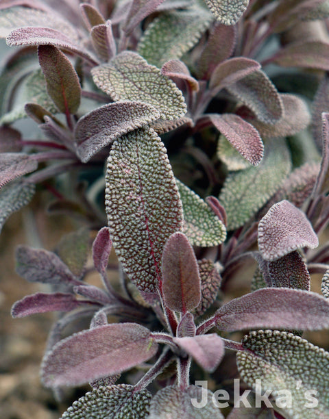 Jekkapedia: Purple Sage
