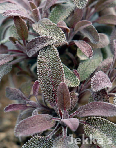 Jekka's: Purple Sage (Salvia officinalis 'Purpurascens')