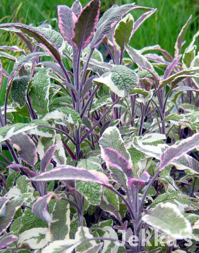 Jekkapedia: Tricolour Sage