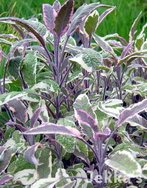 Jekka's: Tricolour Sage (Salvia officinalis 'Tricolor' (v))