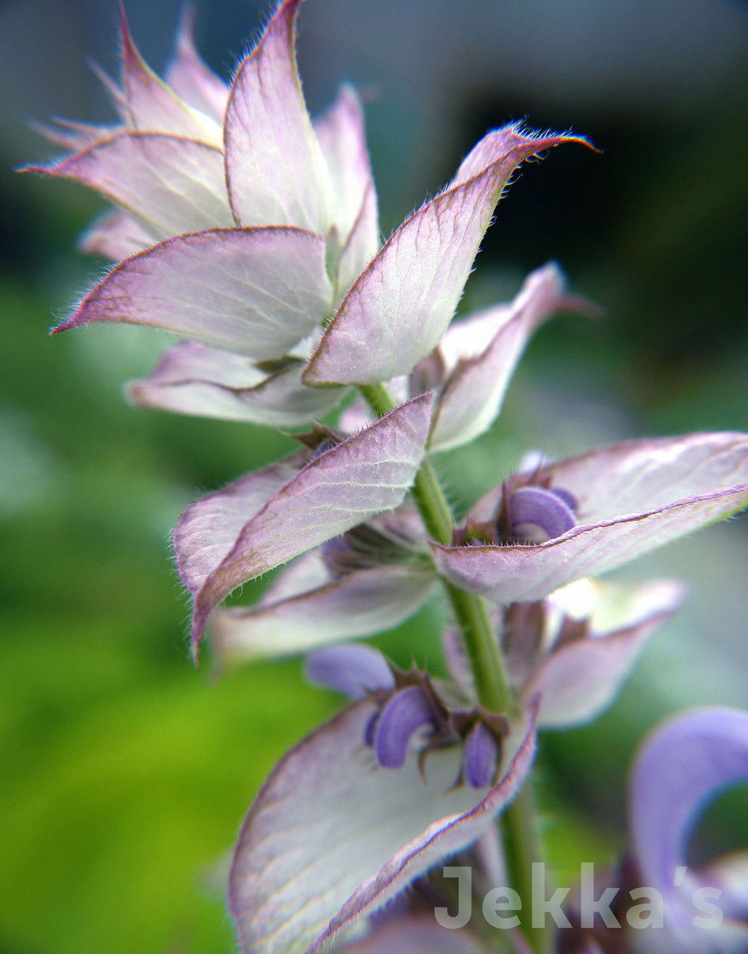 Jekkapedia: Salvia sclarea (Clary Sage) – Jekka's