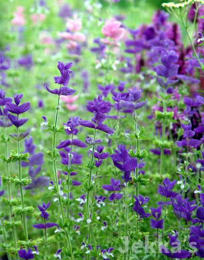 Jekka's: Painted Sage (Salvia viridis)