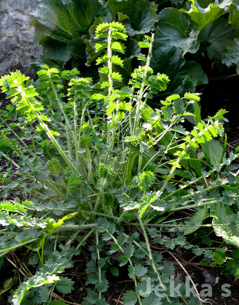 Sanguisorba minor