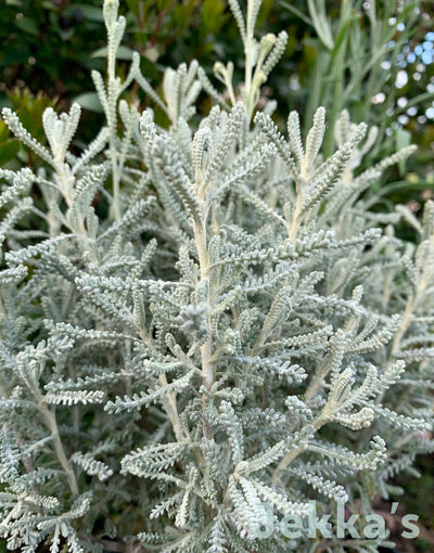 Jekka's: Cotton Lavender 'Lambrook Silver' (Santolina chamaecyparissus Lambrook Silver)