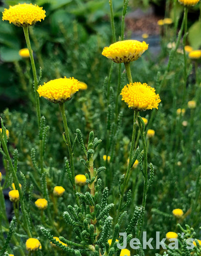 Jekkapedia: Green Lavender Cotton (Santolina rosmarinifolia subsp rosmarinifolia)