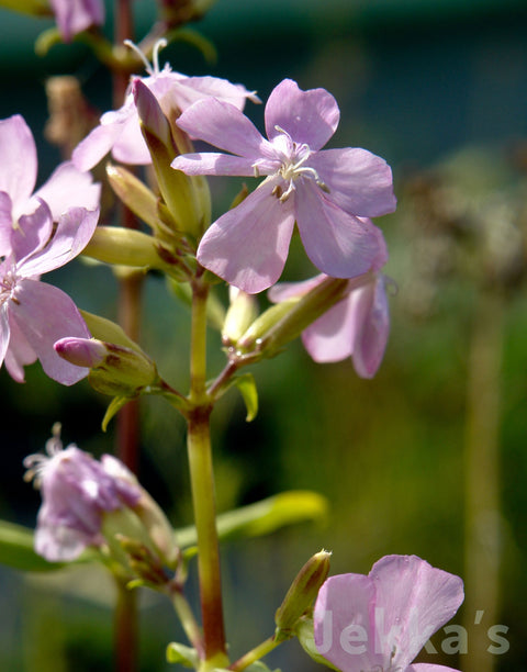 Jekkapedia: Soapwort