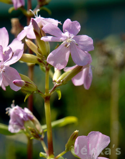 Jekka's: Soapwort (Saponaria officinalis )