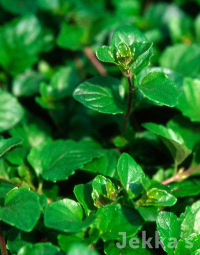 Jekka's: Yerba Buena (Satureja douglasii)