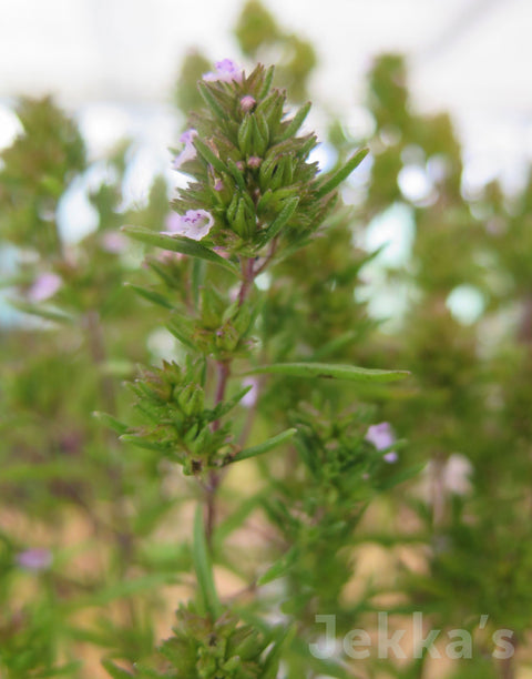 Jekkapedia: Summer Savory