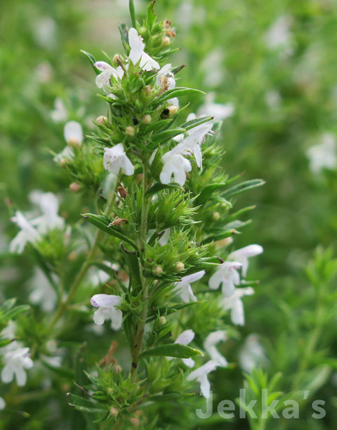 Jekkapedia: Winter Savory