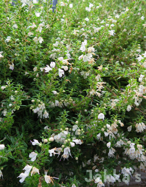 Jekkapedia: Creeping Savory
