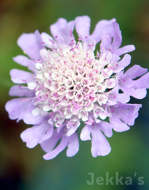 Jekkapedia: Small Scabious