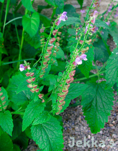 Jekka's: Virginian Skullcap (Scutellaria lateriflora)