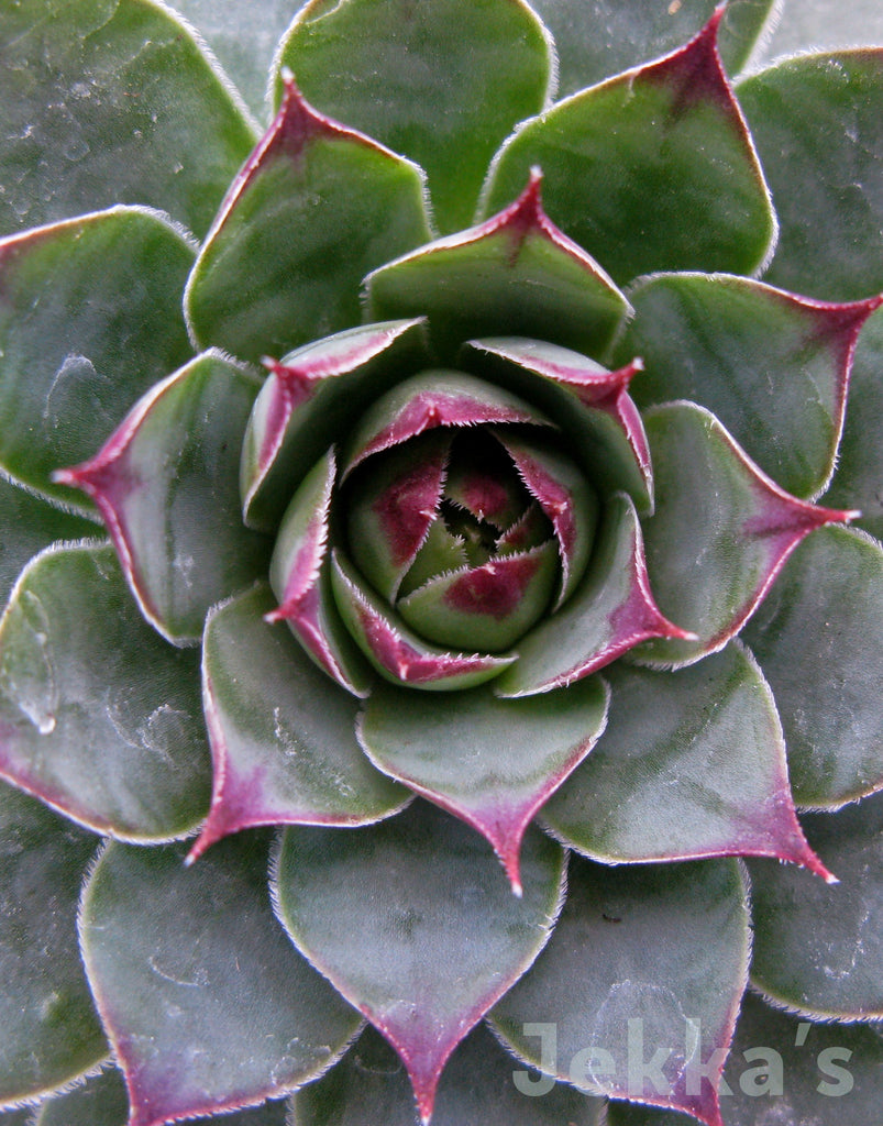 plant called house leak Jekkapedia: Sempervivum tectorum (House Leeks) – Jekka's