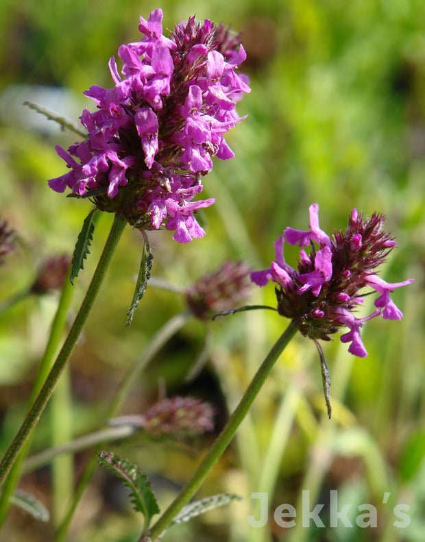 Jekka's: Betony (Stachys officinalis )