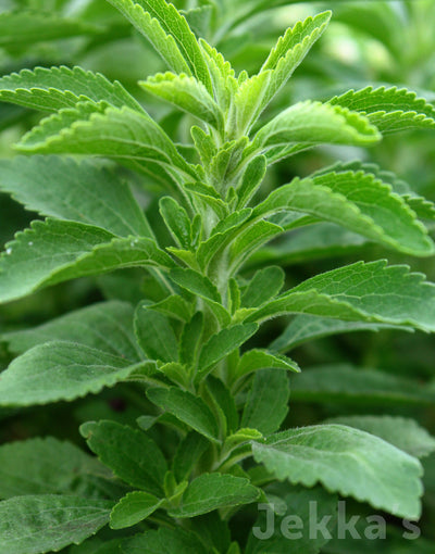 Jekka's: Stevia (Stevia rebaudiana)