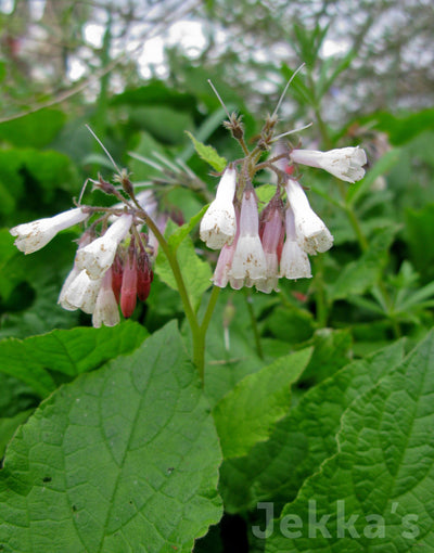 Jekka's: Dwarf Comfrey (Symphytum ibericum)