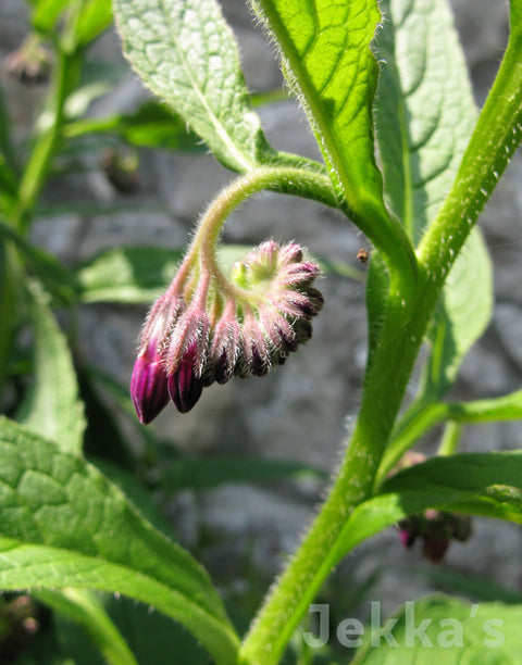 Jekkapedia: Comfrey