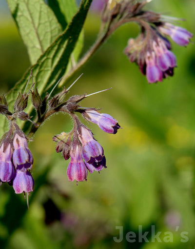 Jekkapedia: Russian Comfrey