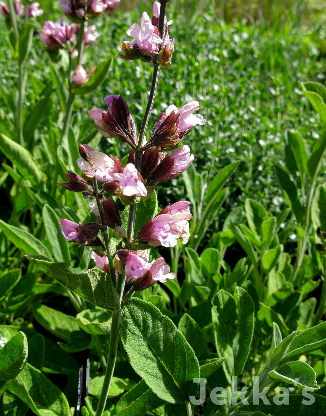 Jekkapedia: Salvia officinalis 'Roseus' (Pink Flowering Sage) – Jekka's