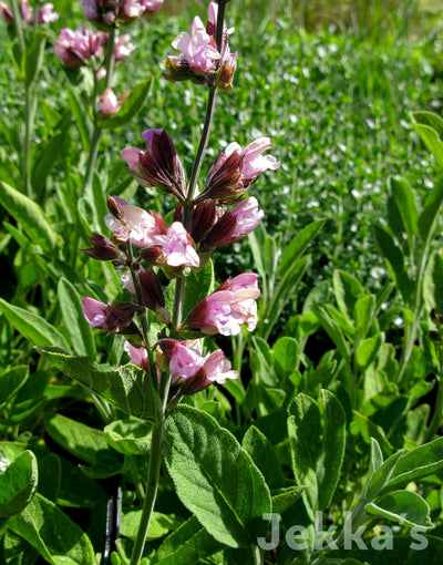 Jekka's: Pink Flowering Sage (Salvia officinalis 'Roseus')