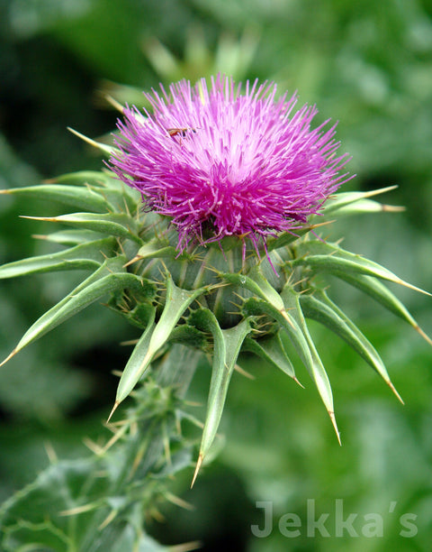 Jekkapedia: Milk Thistle (Silybum marianum)