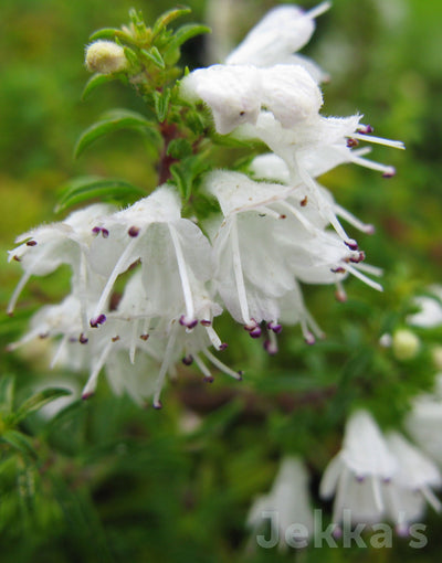 Jekka's: Lemon Savory (Satureja biflora)